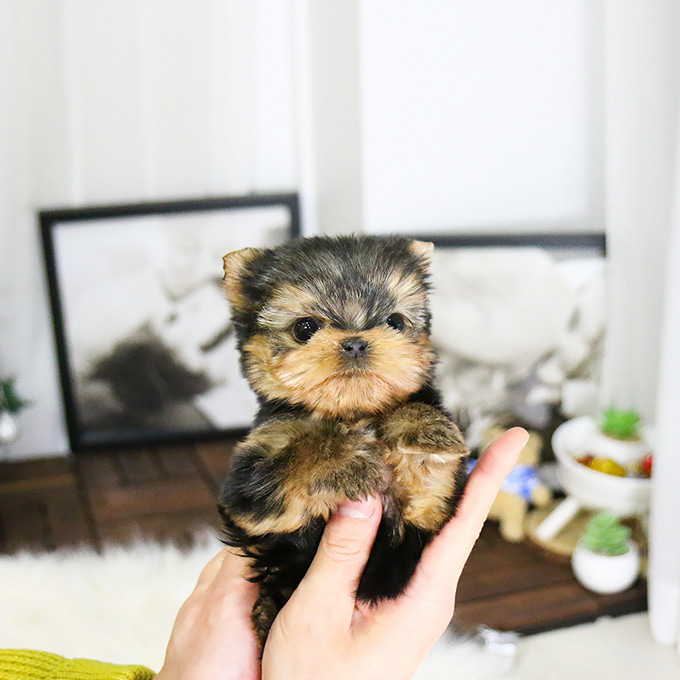 teddy (1)